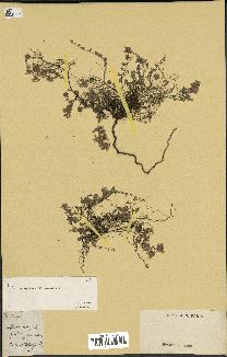 spécimen de Thymus serpyllum