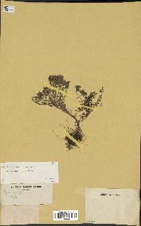 spécimen de Thymus serpyllum