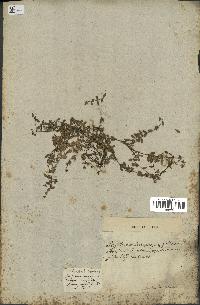 spécimen de Thymus serpyllum