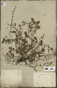 spécimen de Thymus serpyllum