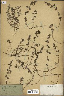 spécimen de Thymus serpyllum