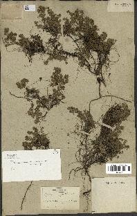 spécimen de Thymus serpyllum