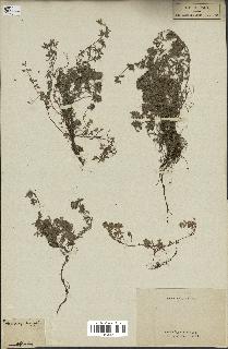 spécimen de Thymus serpyllum