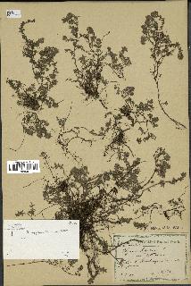 spécimen de Thymus serpyllum