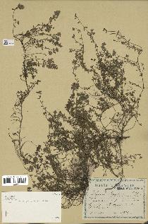 spécimen de Thymus serpyllum