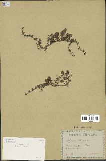 spécimen de Thymus serpyllum