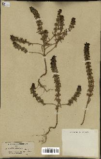 spécimen de Sideritis montana