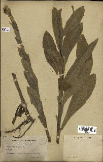 spécimen de Verbascum thapsus