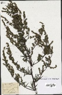 spécimen de Artemisia sp.