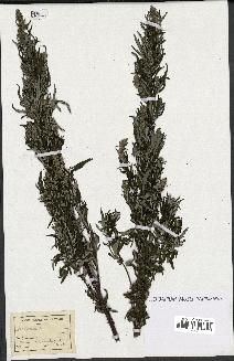 spécimen de Artemisia sp.