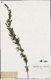 spécimen de Artemisia chamaemelifolia