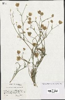 spécimen de Catananche arenaria