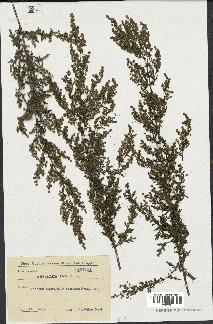 spécimen de Artemisia annua