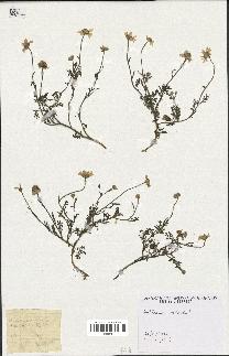 spécimen de Anthemis arvensis