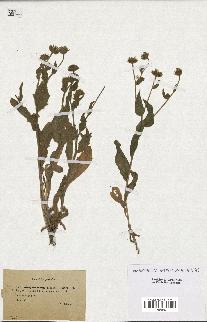 spécimen de Andryala laxiflora