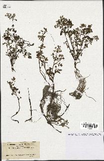 spécimen de Helosciadium nodiflorum