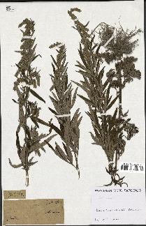 spécimen de Artemisia sp.