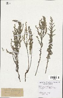 spécimen de Artemisia caerulescens