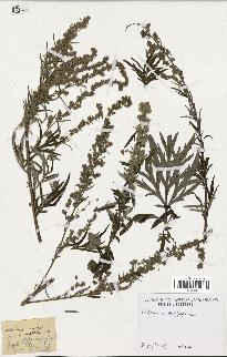 spécimen de Artemisia vulgaris