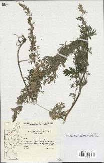 spécimen de Artemisia absinthium