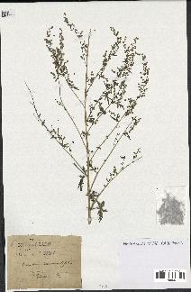 spécimen de Artemisia chamaemelifolia