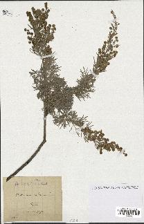 spécimen de Artemisia arborescens