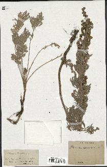 spécimen de Artemisia absinthium