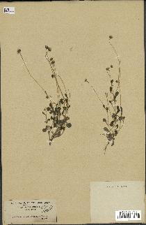 spécimen de Bellis annua