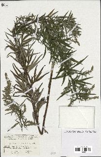 spécimen de Artemisia verlotiorum