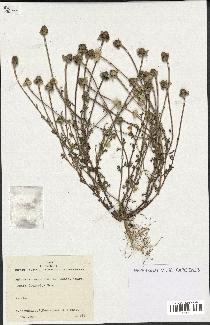 spécimen de Anthemis arvensis