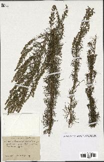 spécimen de Artemisia chamaemelifolia