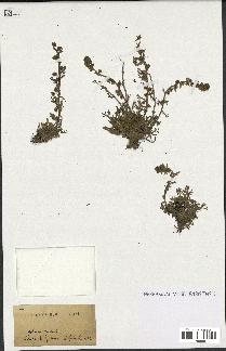 spécimen de Artemisia spicata