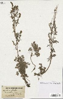 spécimen de Artemisia absinthium