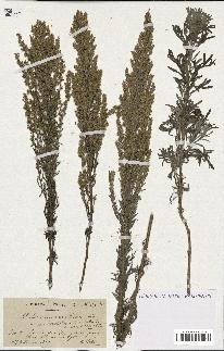 spécimen de Artemisia caerulescens