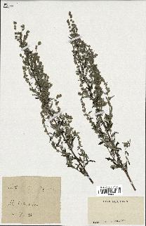 spécimen de Artemisia vulgaris