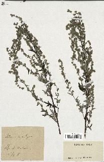 spécimen de Artemisia vulgaris