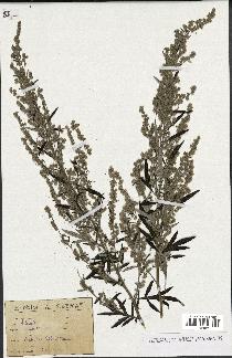 spécimen de Artemisia vulgaris