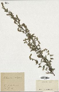 spécimen de Artemisia vulgaris