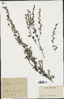 spécimen de Artemisia vulgaris