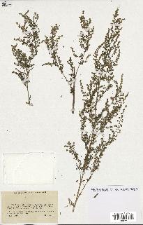 spécimen de Artemisia annua