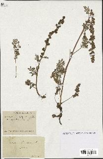 spécimen de Artemisia tanacetifolia