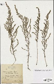 spécimen de Artemisia campestris