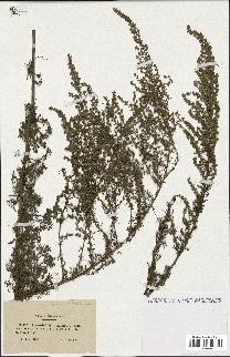 spécimen de Artemisia glutinosa