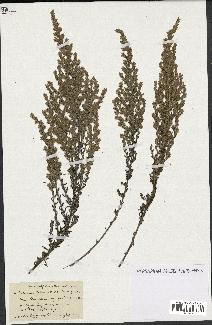 spécimen de Artemisia gallica