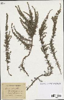 spécimen de Artemisia gallica