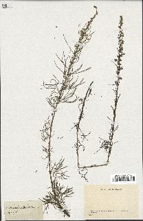 spécimen de Artemisia crithmifolia