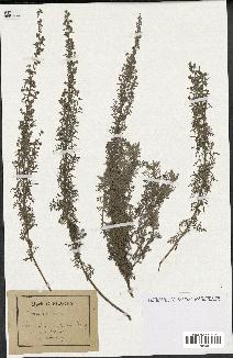 spécimen de Artemisia pontica