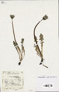 spécimen de Taraxacum hollandicum