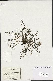 spécimen de Taraxacum dunense