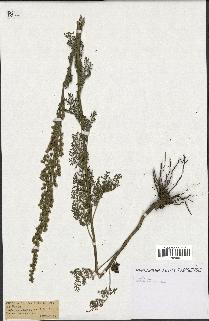 spécimen de Artemisia sp.